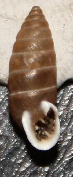Granaria frumentum (Draparnaud,1801)